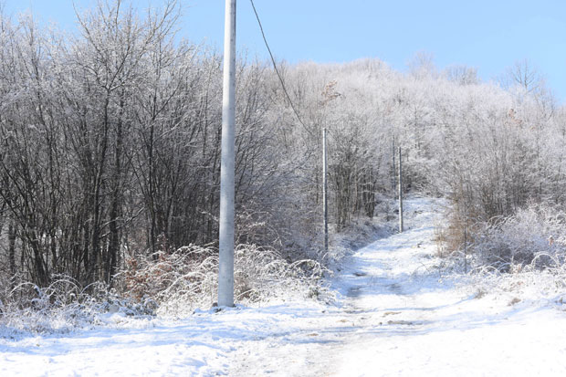 Крава задавила домаћина
